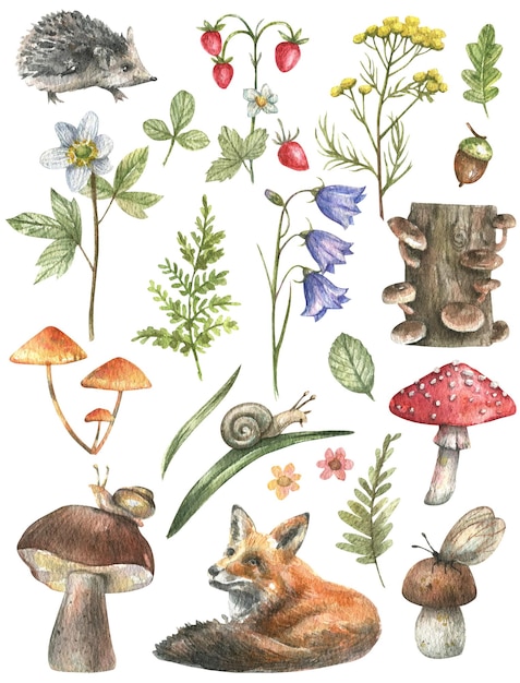 Waldset - Fliegenpilz, Pilze, Erdbeeren, Farne, Fuchs- und Igelillustrationen einzeln.