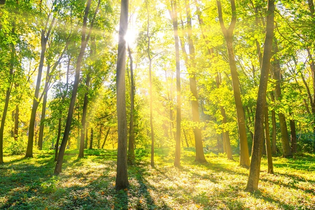 Waldsonnenuntergang grüne Bäume