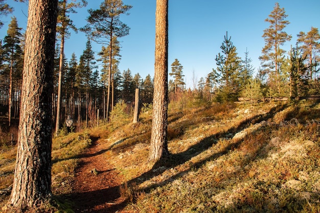 Foto waldspaziergang