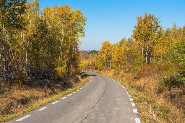 Waldstraße im Herbst