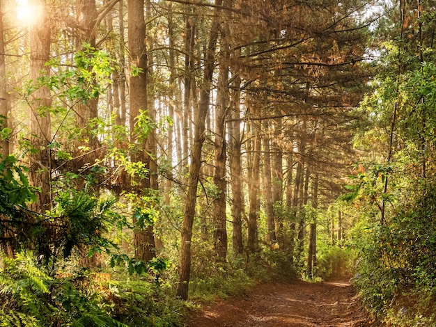 Waldstraßenlandschaft