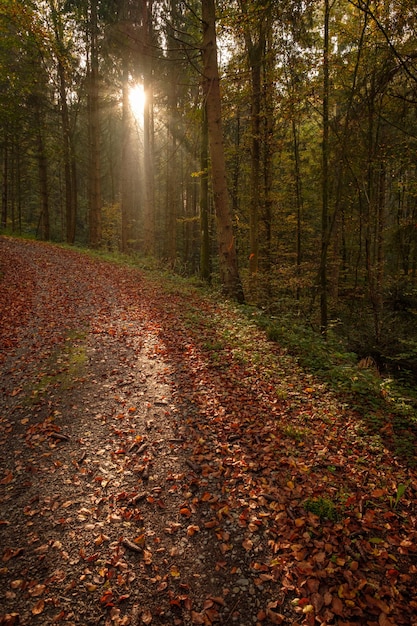 Foto waldstraßenspur herbstsonne im vertikalen format