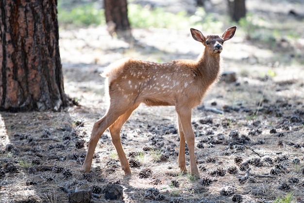 Waldtiere. Hirschkitz, Bambi, Capreolus. Weißschwanz-Junge Rehe. Schöner Wildbock.