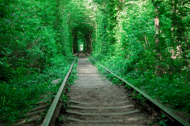 Waldtunnel der Eisenbahn im Frühjahr der Liebe