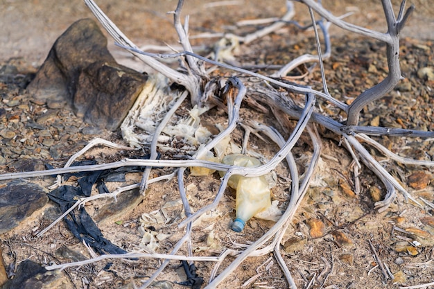 Waldverlust durch Verschmutzung, Dürre und Brände. Ungewöhnliche Form von trockenen Baumstämmen, Beschaffenheit des toten Baums keine Barke