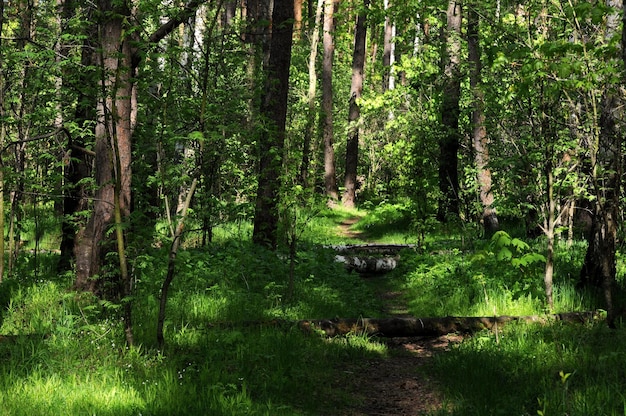 Waldweg an einem Sommermorgen Region Moskau Russland