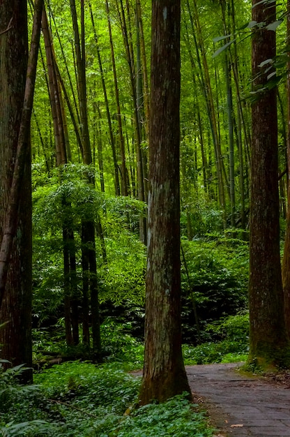 Waldweg des geschützten Gebiets des Taiwan-Xitou-Waldes