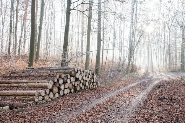 Waldweg durch einen Frostwald mit bereiften Blättern auf dem Boden und niederliegenden Bäumen