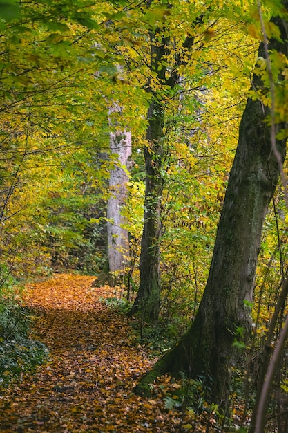 Foto waldweg herbst romantisch (el camino del bosque es romántico)