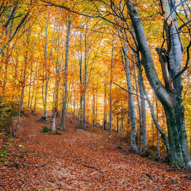 Waldweg im Herbst