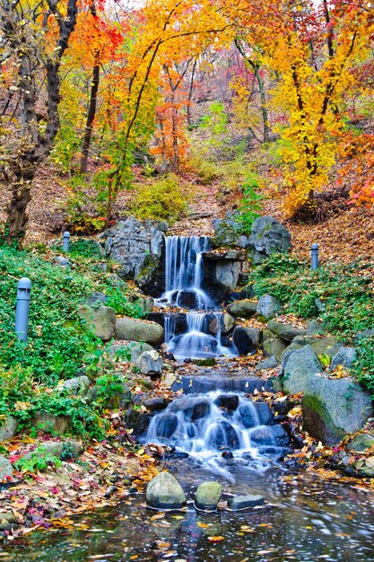 Waldweg im Herbst