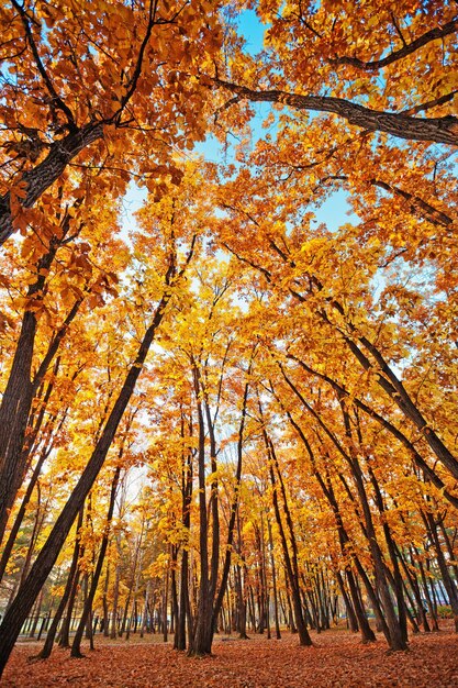 Waldweg im Herbst