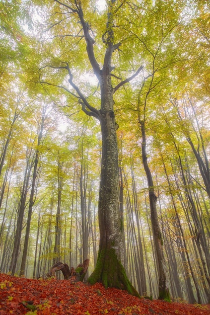 Foto waldweg in den bergen am herbsttag