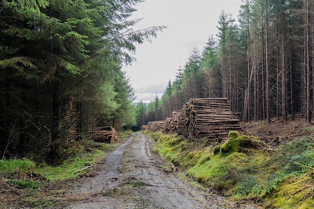 Waldweg mit Baumstämmen am Straßenrand gestapelt.