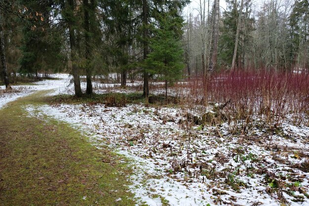 Waldweg mit roten Büschen und Tannen an den Seiten während des Tauwetters