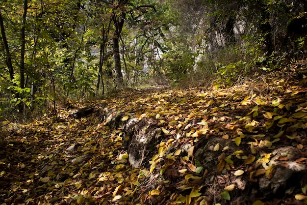 Waldweg und Blätter im Herbst