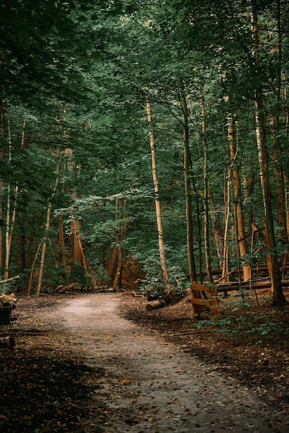 Waldweg während des Herbsttages Schöne Landstraße mit Lichtern und Schatten