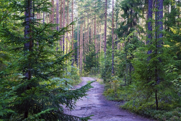 Waldweg zwischen Tannen und Kiefern Gebiet Wsewoloschsk Leningrad