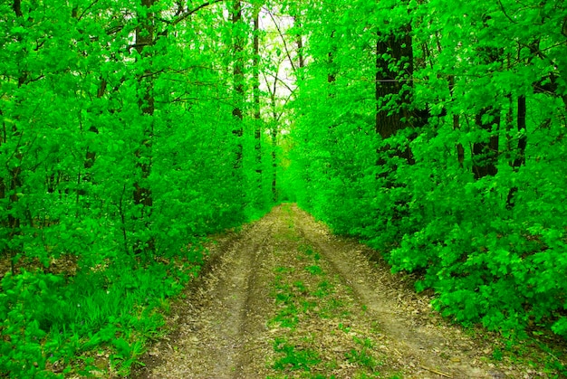 Waldweg