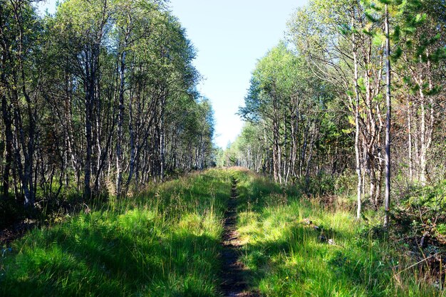 Waldweglandschaftshintergrund hd