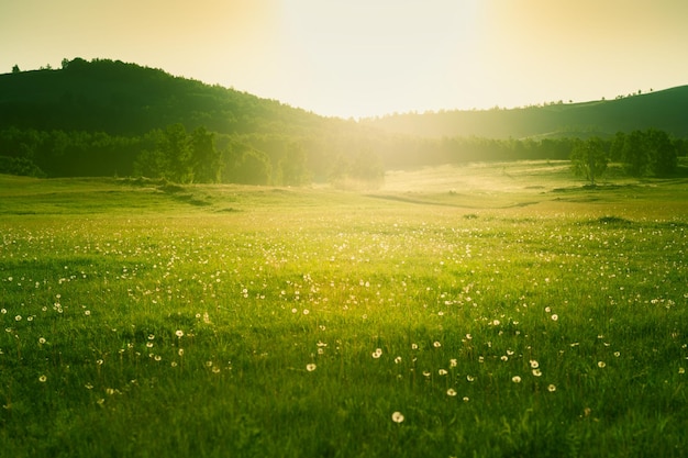 Waldwiese mit frischem grünem Gras und Löwenzahn bei Sonnenuntergang. Selektiver Fokus. Schöner Sommernaturhintergrund.