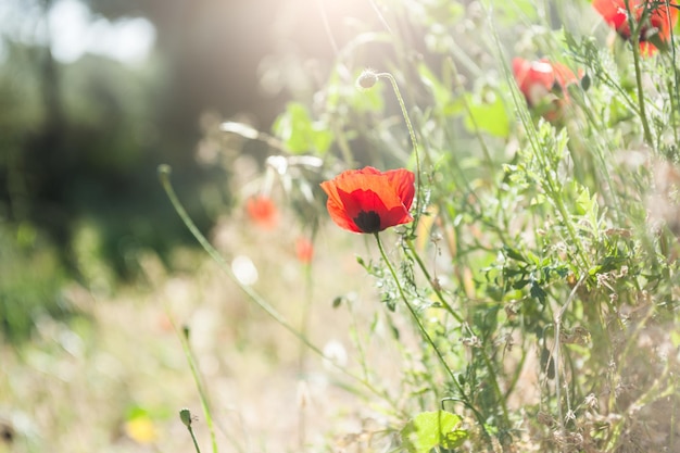 Waldwiese mit roten Mohnblumen und Kräutern. Selektiver Fokus. Schöne Sommerlandschaft