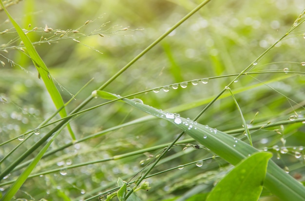 Waldwiese mit tau auf gräsern