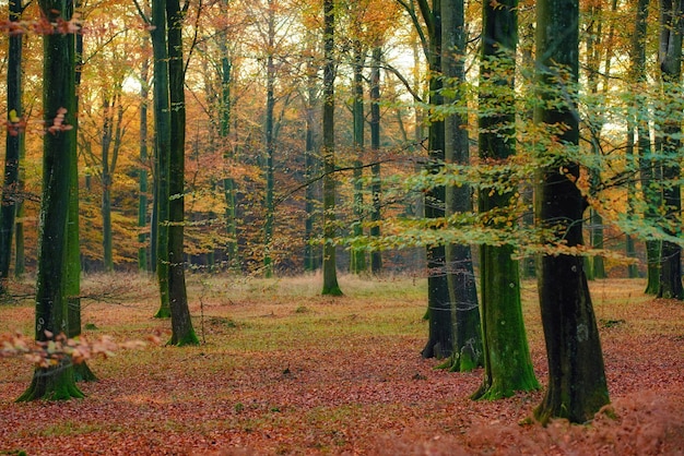 Waldwildnis Unbewirtschaftete Waldwildnis im dänischen Naturpark Odde