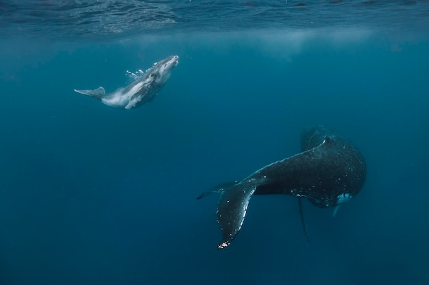 Wale schwimmen im Meer
