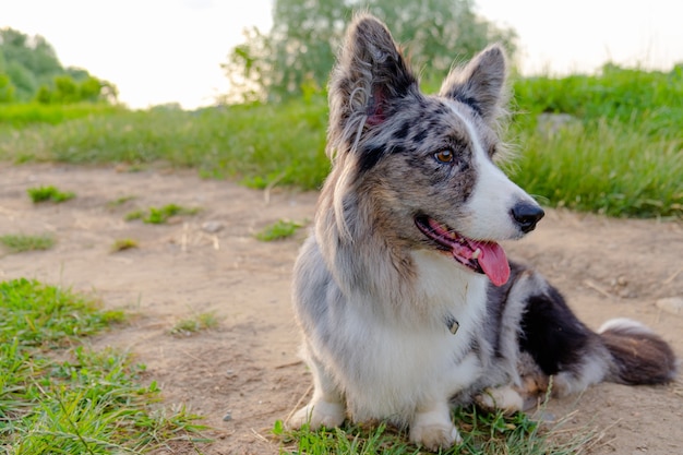 Waliser Corgi-Cardigan auf grünem Gras im Freien