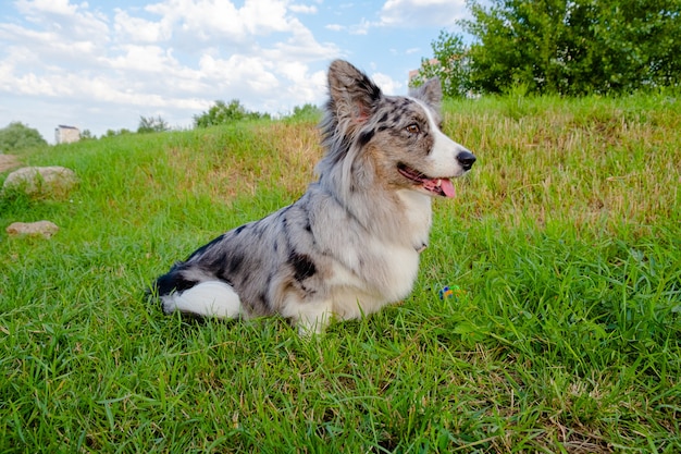 Waliser Corgi-Cardigan auf grünem Gras im Freien