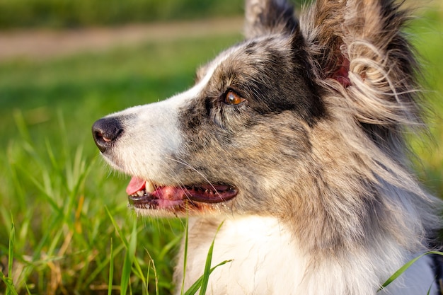 Waliser Corgi-Cardigan auf grünem Gras im Freien