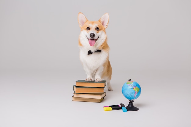 Waliser-Corgi Pembroke mit Büchern und einem leeren Reißbrett, Schulkonzept