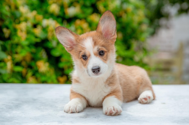 Waliser-Corgi-Welpe im Sommer auf einem Hintergrund des Blumenkalenders