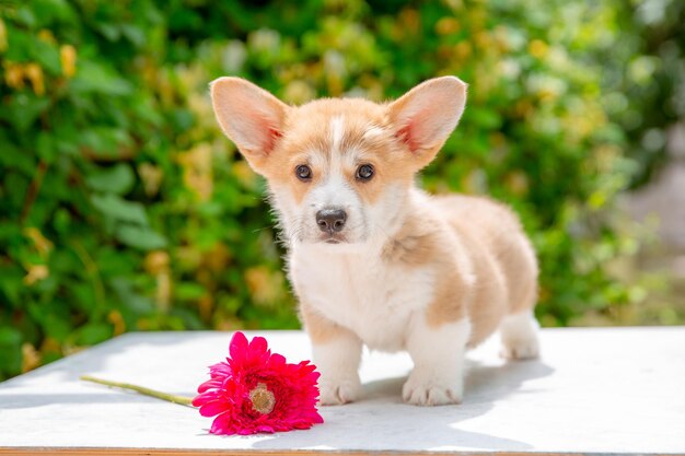 Waliser-Corgi-Welpe im Sommer auf einem Hintergrund des Blumenkalenders