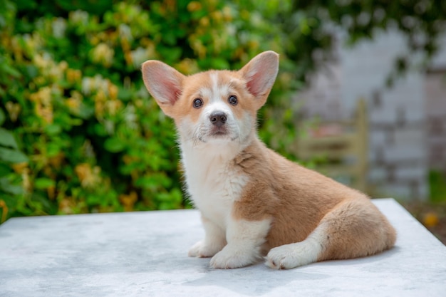 Waliser-Corgi-Welpe im Sommer auf einem Hintergrund des Blumenkalenders