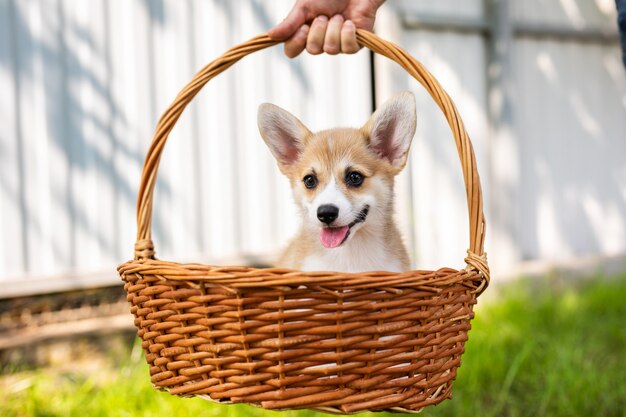 Waliser-Corgipembrokewelpe in einem Korb