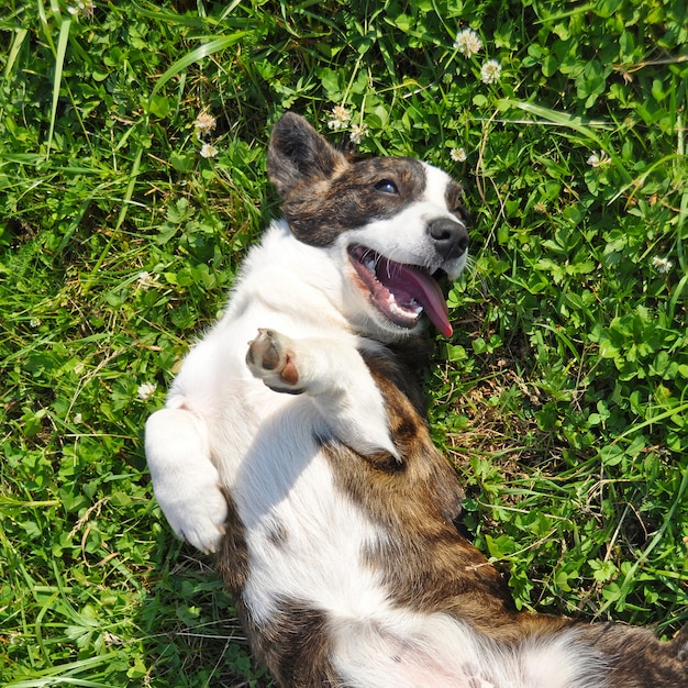 Walisische strickjacke corgi in der natur