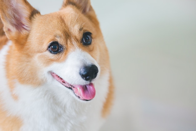 Walisischer Corgi Pembroke Hund