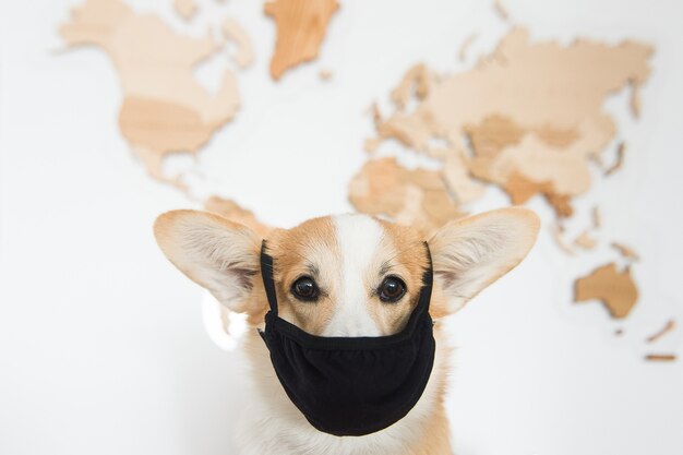 Walisisches Corgi-Porträt in der schwarzen Maske.