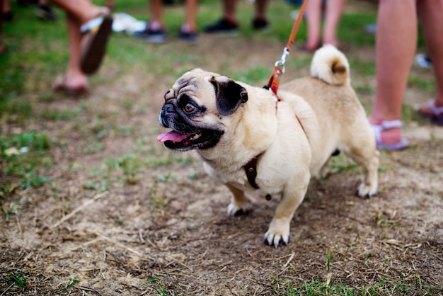 Walk Pug mit Leine Hund Haustier im Freien