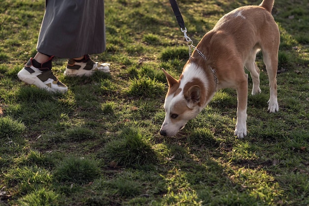 Walking Saban auf dem Territorium des Parks Walking Dogs Dienstleistungen für Tiere Gassigehen mit dem Hund