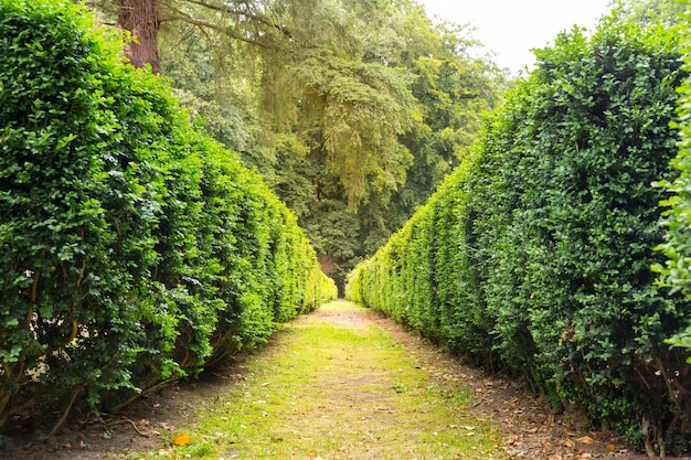 Walkside entre arbustos cortados, parque de verão na Europa. Jardinagem profissional, paisagem verde europeia, decoração de plantas de jardim