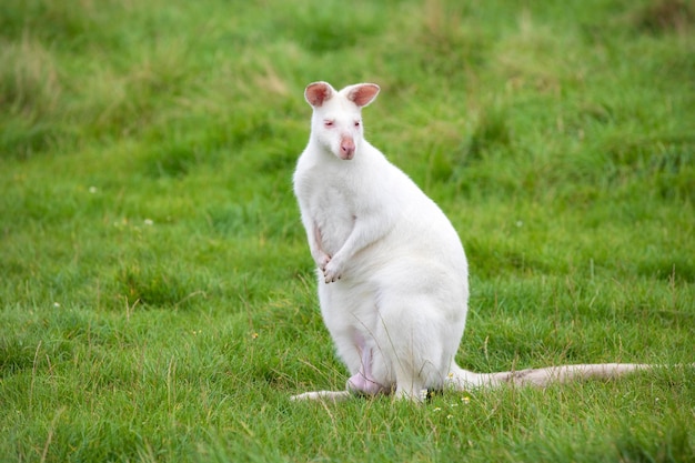 Wallaby albino de cor branca sentado na grama verde em um canguru australiano do parque zoológico