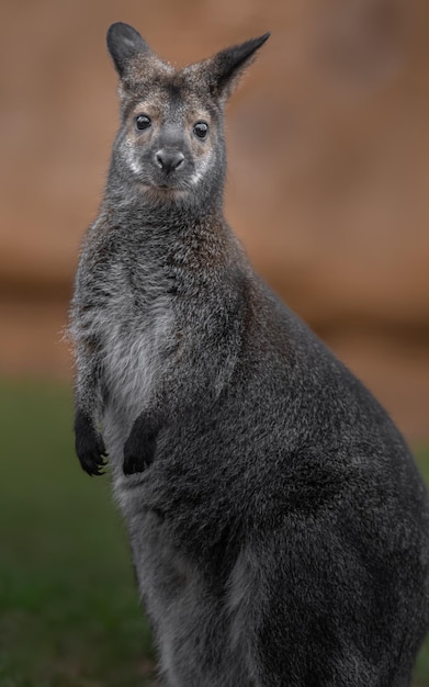 El wallaby de cuello rojo