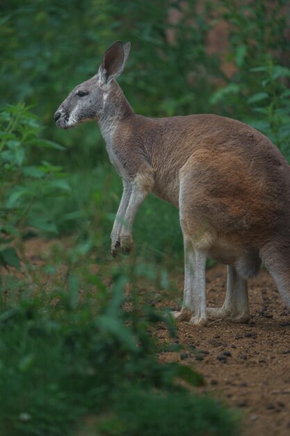 El wallaby de cuello rojo