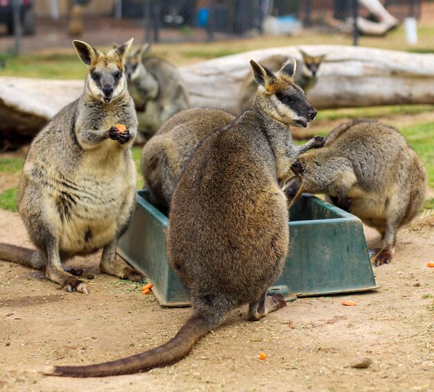 Wallaby de pé em um campo