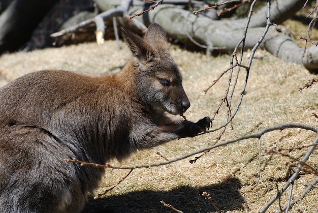 Wallaby mastigando os galhos de uma árvore.