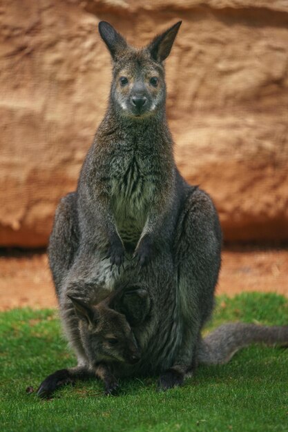 Foto wallaby mit rotem hals