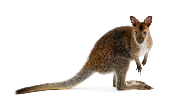 Wallaby na frente de um fundo branco